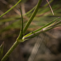 Silene undulata undulata