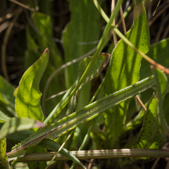 Silene undulata undulata
