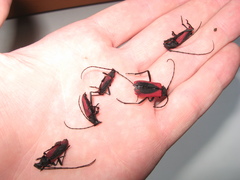 Purpuricenus kaehleri