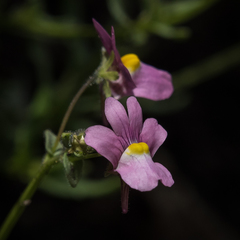 Nemesia caerulea