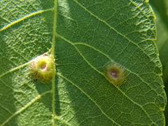 Phylloxera foveola