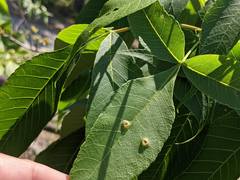 Phylloxera foveola