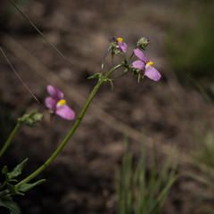 Nemesia caerulea