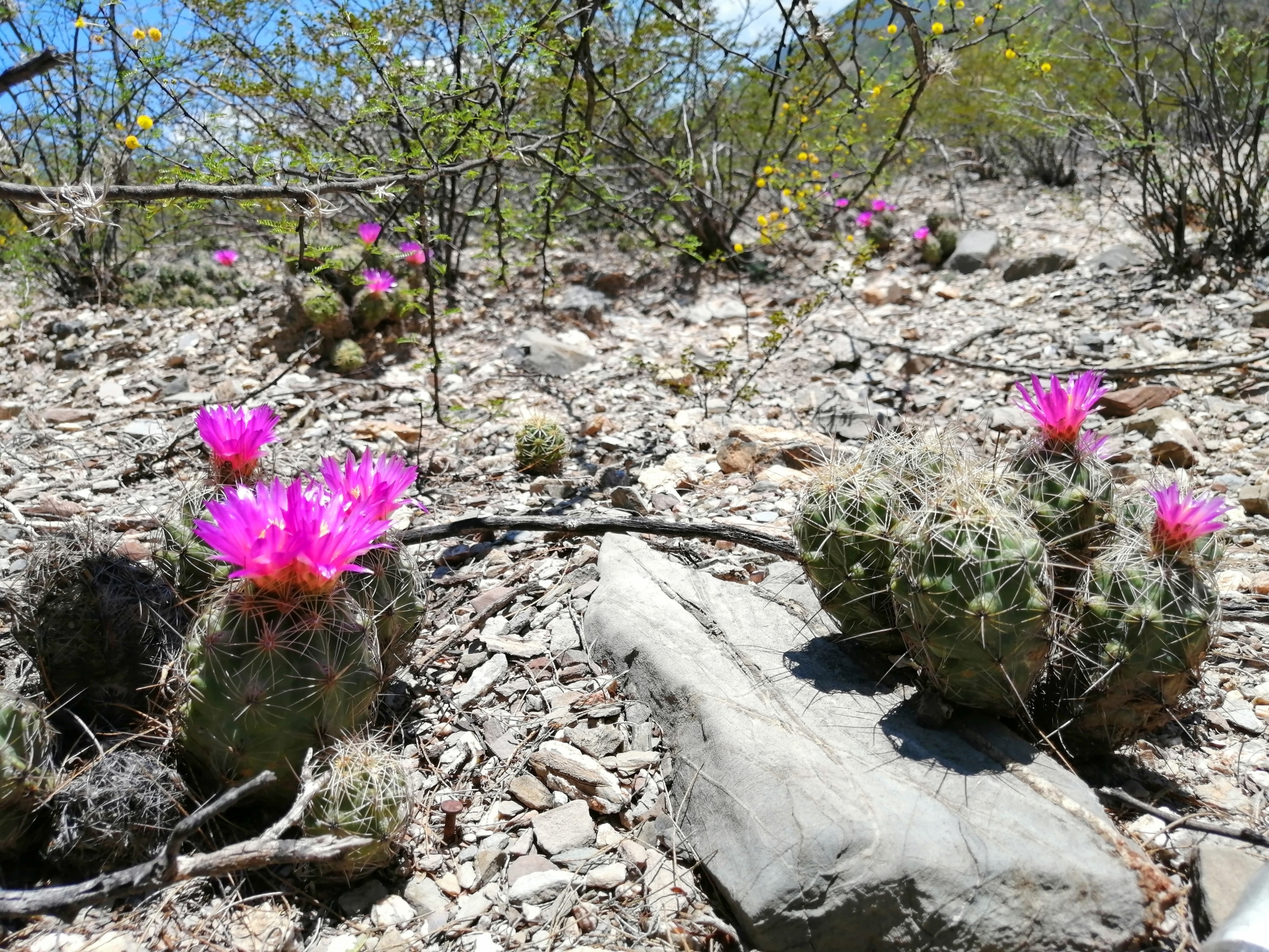 Thelocactus leucacanthus ssp. schmollii