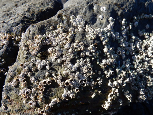 Chthamalus dentatus