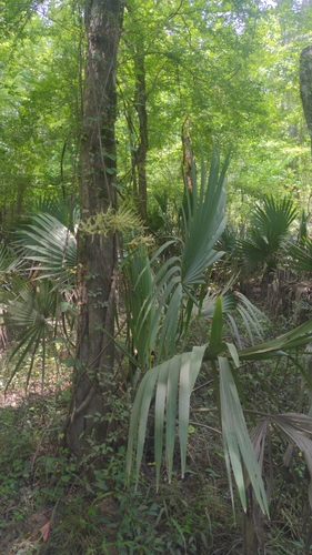 Dwarf palmetto (Sabal minor)