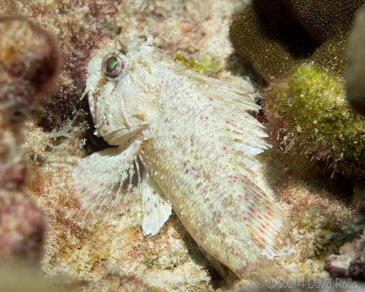 Spotfin Scorpionfish