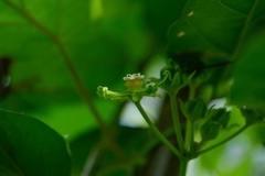 Gonolobus stenosepalus