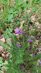 Oxytropis borealis