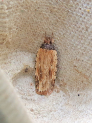 Agonopterix atrodorsella
