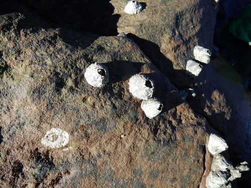 Tetraclita serrata