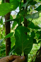 Gonolobus stenosepalus