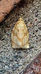 Adoxophyes negundana