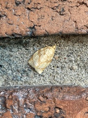 Adoxophyes negundana