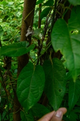 Gonolobus stenosepalus