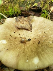 Ventridens ligera