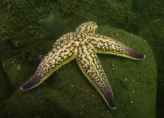 Asterias amurensis