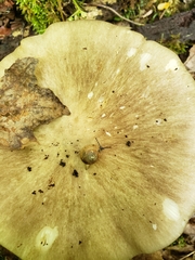 Ventridens ligera