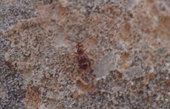 Pselaphinae