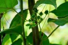Gonolobus stenosepalus