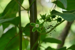 Gonolobus stenosepalus