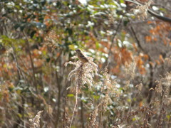 Carpodacus sibiricus