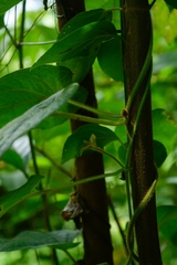 Gonolobus stenosepalus