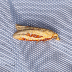 Sparganothis bistriata