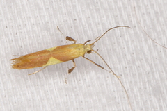 Caloptilia packardella