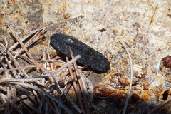 Lacon punctatus