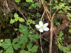 Anemonastrum flaccidum