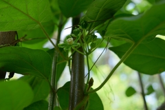 Gonolobus stenosepalus