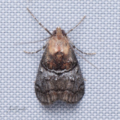 Pococera maritimalis