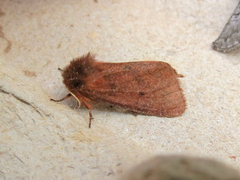 Phragmatobia assimilans