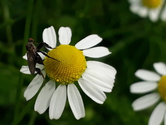 Empis pennipes