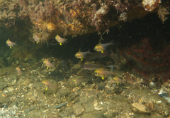 Pempheris multiradiata
