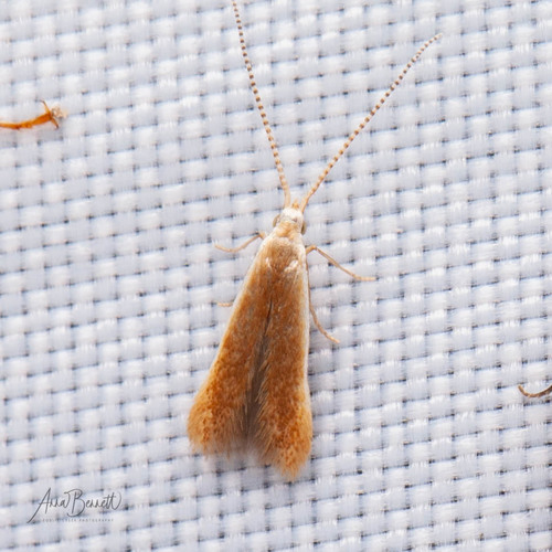 Coleophora laticornella Clemens, 1860