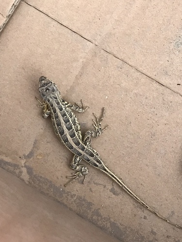 Plateau Bunchgrass Lizard