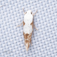 Mompha circumscriptella