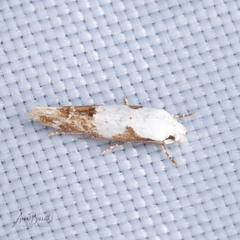Mompha circumscriptella