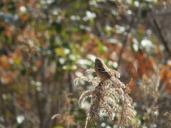 Carpodacus sibiricus