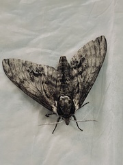 Ceratomia undulosa