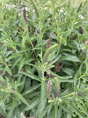 Veroniceae