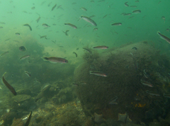 Trachinops caudimaculatus