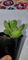Cotyledon tomentosa