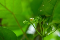 Gonolobus stenosepalus