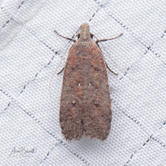 Dichomeris ventrellus