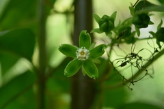Gonolobus stenosepalus