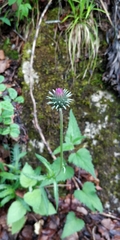 Carduus defloratus defloratus
