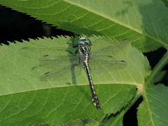 Gomphus
